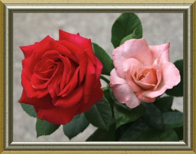 Rose Duet
