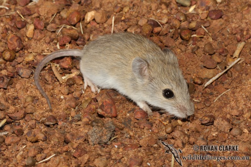 Tropical Short Tailed Mouse 2046 Jpg Photo Wildlife Images Photos Tropical Short Tailed Mouse 2046 Jpg