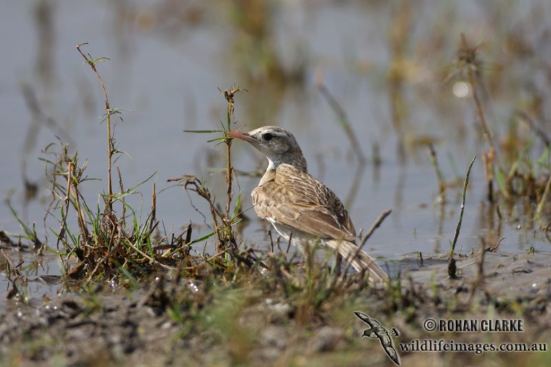 Brown Songlark 2010.jpg