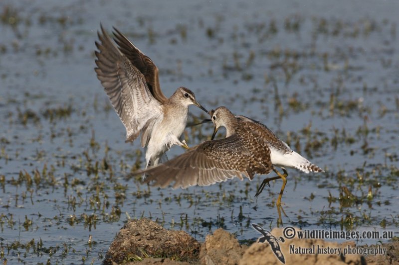 Wood Sandpiper 1774.jpg