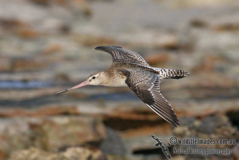 Bar-tailed Godwit 1513.jpg