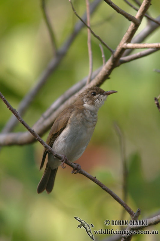 Brown-backed Honeyeater 9882.jpg