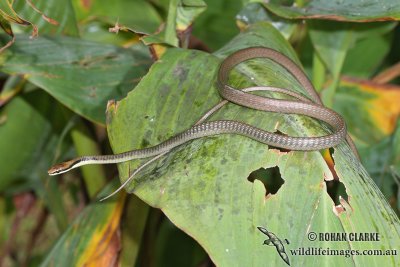 Dendrelaphis calligaster 7466.jpg