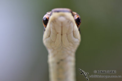 Northern Tree Snake - Dendrelaphis calligaster 7490