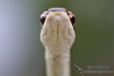 Rear-fanged Snakes - Colurbridae