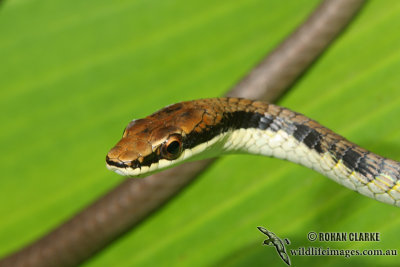 Northern Tree Snake - Dendrelaphis calligaster 7525