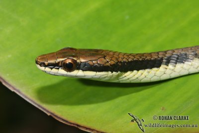 Dendrelaphis calligaster 7535.jpg