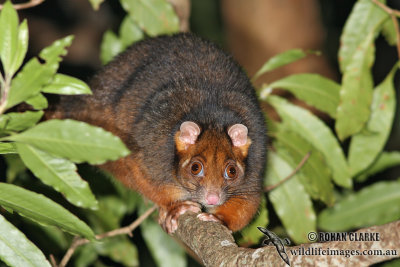 Common Ringtail Possum 9550.jpg