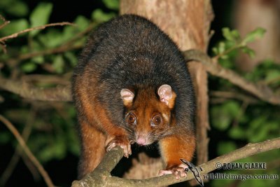 Common Ringtail Possum 9555.jpg