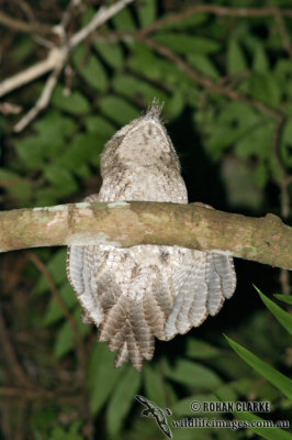 Marbled Frogmouth 9564.jpg