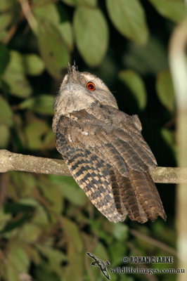 Marbled Frogmouth 9565.jpg