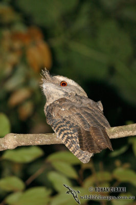 Marbled Frogmouth 9566.jpg