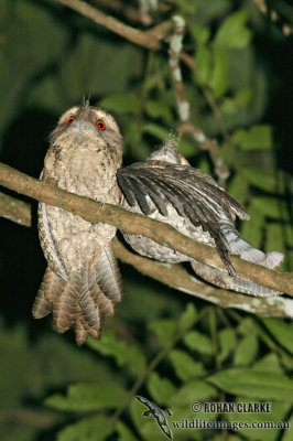 Marbled Frogmouth 9574.jpg