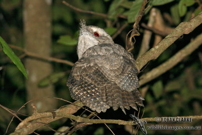 Marbled Frogmouth 9576.jpg