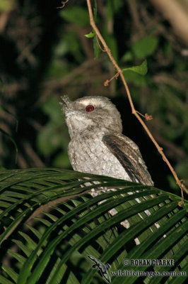 Marbled Frogmouth 9577.jpg