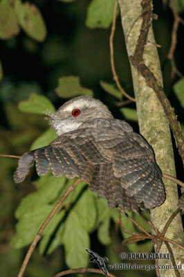 Marbled Frogmouth 9579.jpg
