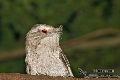 Marbled Frogmouth 9584.jpg