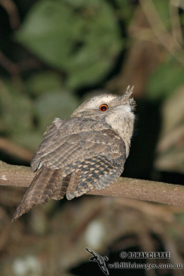 Marbled Frogmouth 9588.jpg