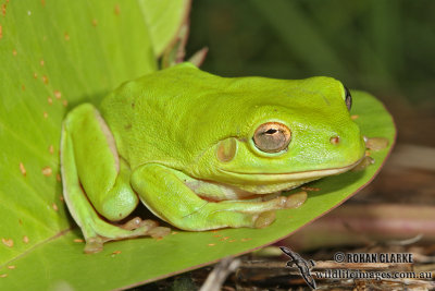Green Tree Frog - Litoria caerulea
