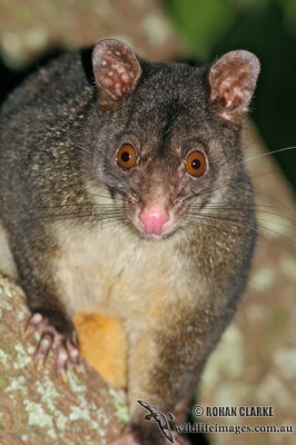Short-eared Possum