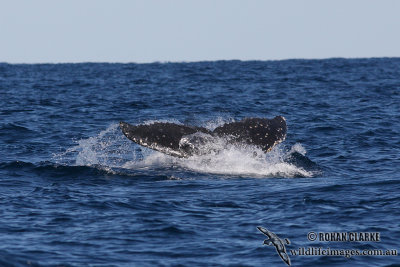 Humpback Whale 9306.jpg