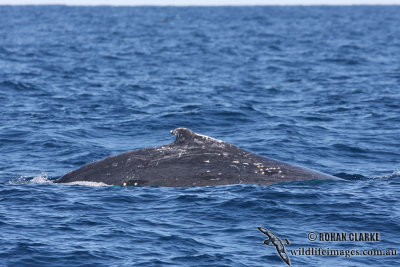 Humpback Whale 9308.jpg