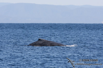 Humpback Whale 9321.jpg