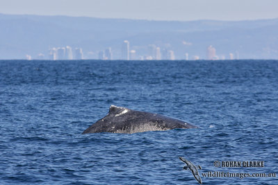 Humpback Whale 9328.jpg