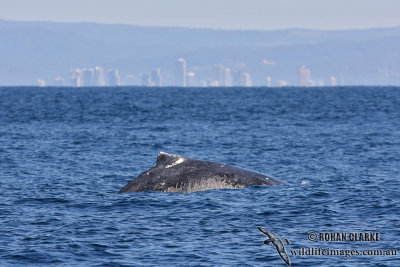 Humpback Whale 9328.jpg