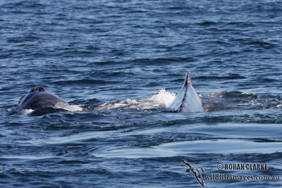 Humpback Whale 9461.jpg