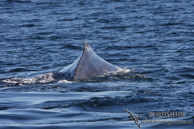 Humpback Whale 9467.jpg