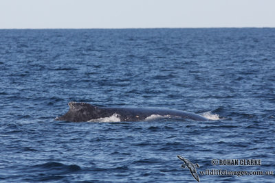 Humpback Whale 9477.jpg