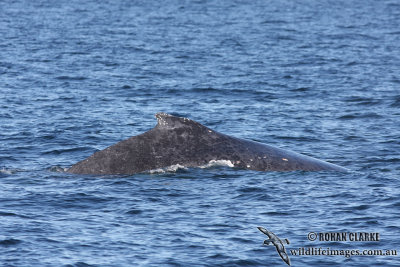 Humpback Whale 9483.jpg