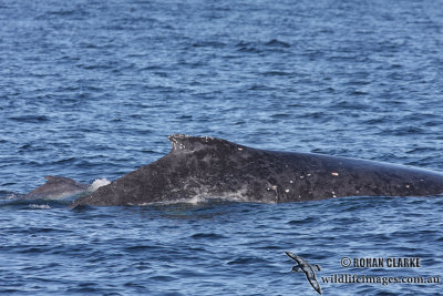 Humpback Whale 9492.jpg
