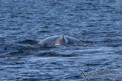 Humpback Whale 9500.jpg