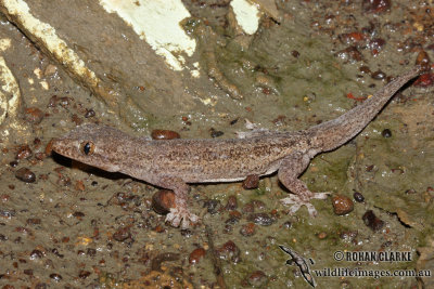 Lepidodactylus lugubris 7754.jpg