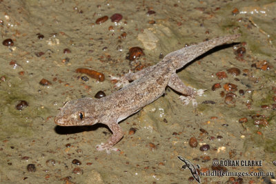 Lepidodactylus lugubris 7755.jpg