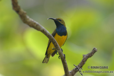 Yellow-bellied Sunbird 0071.jpg