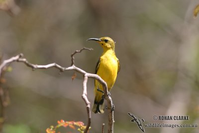 Yellow-bellied Sunbird 0074.jpg