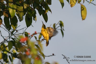 Yellow-bellied Sunbird 6692.jpg