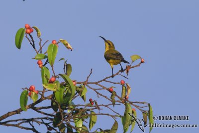 Yellow-bellied Sunbird 6693.jpg