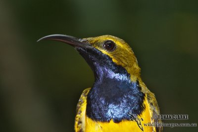 Yellow-bellied Sunbird 6900.jpg