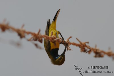 Yellow-bellied Sunbird 7260.jpg