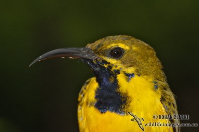 Yellow-bellied Sunbird 7376.jpg