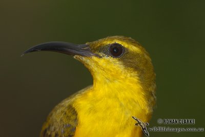 Yellow-bellied Sunbird 7444.jpg