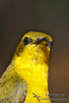 Yellow-bellied Sunbird 7970.jpg