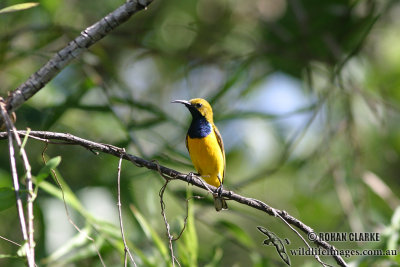 Yellow-bellied Sunbird 8583.jpg