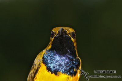 Yellow-bellied Sunbird 8695.jpg