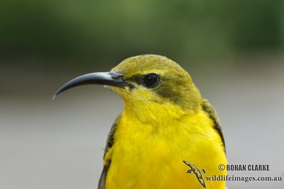 Yellow-bellied Sunbird 8714.jpg