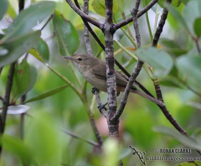 Australian Reed-Warbler 6713.jpg